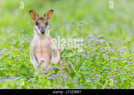 Das agile Wallaby (Notamacropus agilis), auch bekannt als Sandwallaby, ist eine Art von Wallaby, die im Norden Australiens und im Süden Neuguineas zu finden ist Stockfoto