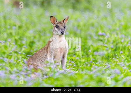 Das agile Wallaby (Notamacropus agilis), auch bekannt als Sandwallaby, ist eine Art von Wallaby, die im Norden Australiens und im Süden Neuguineas zu finden ist Stockfoto