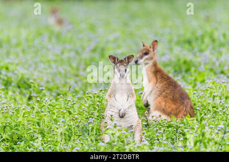 Das agile Wallaby (Notamacropus agilis), auch bekannt als Sandwallaby, ist eine Art von Wallaby, die im Norden Australiens und im Süden Neuguineas zu finden ist Stockfoto