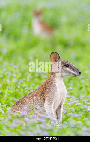 Das agile Wallaby (Notamacropus agilis), auch bekannt als Sandwallaby, ist eine Art von Wallaby, die im Norden Australiens und im Süden Neuguineas zu finden ist Stockfoto