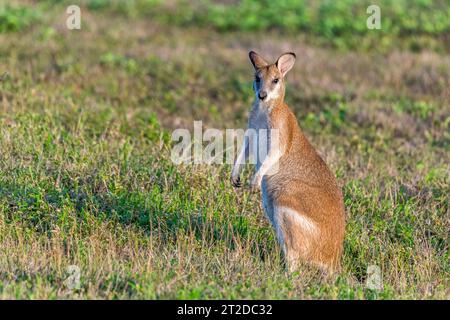 Das agile Wallaby (Notamacropus agilis), auch bekannt als Sandwallaby, ist eine Art von Wallaby, die im Norden Australiens und im Süden Neuguineas zu finden ist Stockfoto