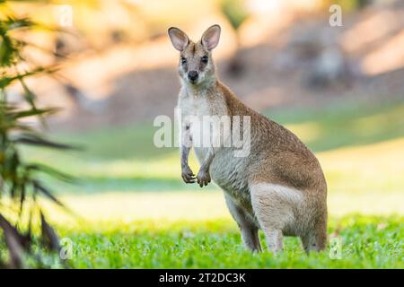 Das agile Wallaby (Notamacropus agilis), auch bekannt als Sandwallaby, ist eine Art von Wallaby, die im Norden Australiens und im Süden Neuguineas zu finden ist Stockfoto