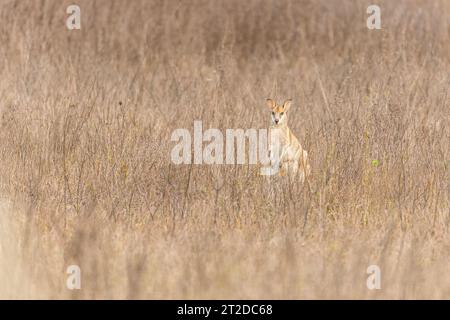 Das agile Wallaby (Notamacropus agilis), auch bekannt als Sandwallaby, ist eine Art von Wallaby, die im Norden Australiens und im Süden Neuguineas zu finden ist Stockfoto