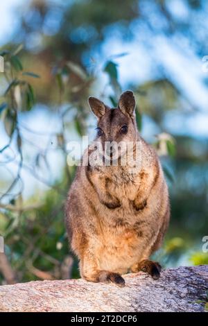 Das Weasel-Wallaby (Petrogale assimilis) ist eine Art von Felswaby, die im Nordosten von Queensland, Australien, vorkommt Stockfoto