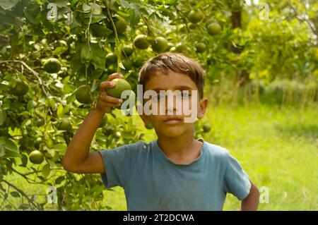 Ein kleiner Junge, der einen Zweig aus unreifen Orangen hält. Hängender Orangenzweig an der Hand. Orangenfrüchte isoliert auf der Hand. Orange. Zitrusfrüchte. Orangen. Stockfoto