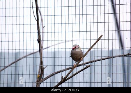 Der Rotbrauenfink ist am besten an seiner hellroten Augenbraue, seinem Rumpf und seinem Schnabel zu erkennen, an einem ansonsten grünen und grauen Vogel. Stockfoto