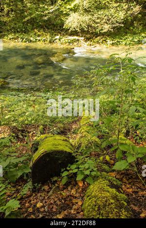 Ein moosiger Baumstamm am Ufer des Flusses Kamacnik in Kamacnik Kanjon, Kreis Primorje-Gorski Kotar, Nordwesten Kroatiens. August Stockfoto