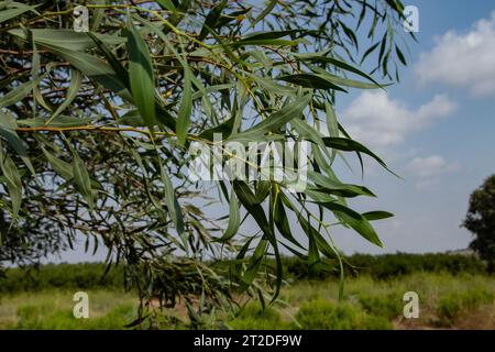 Sydney Golden Wattle. Acacia saligna coojong, goldene Kranzflechte, Orangenflechte, blaublättrige Flechte, westaustralische goldene Flechte, Port Jackson W. Stockfoto