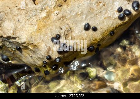 Theodoxus jordani ist eine Süßwasserschnecke Stockfoto