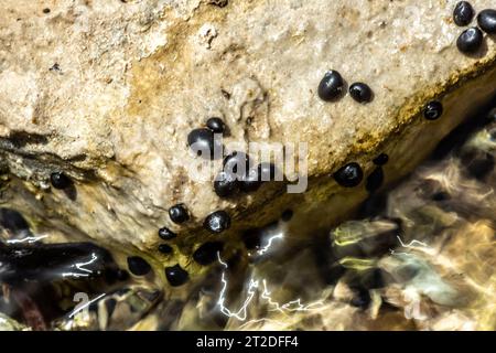 Theodoxus jordani ist eine Süßwasserschnecke Stockfoto