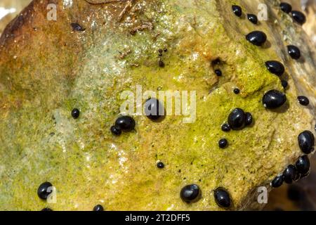 Theodoxus jordani ist eine Süßwasserschnecke Stockfoto