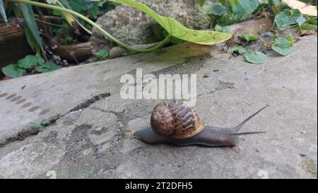 Europäische Gartenschnecke Cornu aspersum Stockfoto