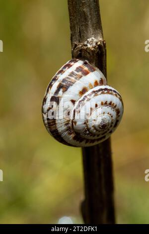 Weiße Gartenschnecke - Theba pisana, weiße Gartenschnecke, Sandhügelschnecke, weiße italienische Schnecke, mediterrane Küstenschnecke, Mittelmeerschnecke, Stockfoto