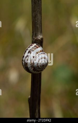 Weiße Gartenschnecke - Theba pisana, weiße Gartenschnecke, Sandhügelschnecke, weiße italienische Schnecke, mediterrane Küstenschnecke, Mittelmeerschnecke, Stockfoto