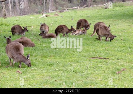 Das ist ein Mob westlicher grauer Kängurus Stockfoto