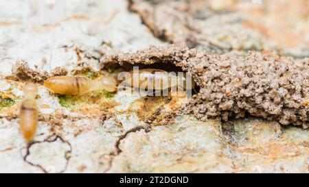 Nahaufnahme von Arbeitertermiten, die im Nest auf dem Waldboden wandern, Termiten, die in Schlammrohren wandern, kleine Termiten, selektiver Fokus. Stockfoto