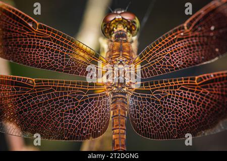 Nahaufnahme der Libelle auf einem Baumzweig, trockenes Holz und Natur Hintergrund, selektiver Fokus, Insektenmakro, Draufsicht, buntes Insekt in Thailand. Stockfoto