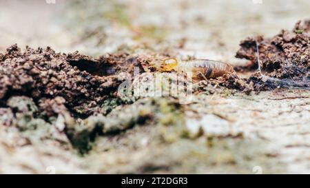 Nahaufnahme von Arbeitertermiten, die im Nest auf dem Waldboden wandern, Termiten, die in Schlammrohren wandern, kleine Termiten, selektiver Fokus. Stockfoto