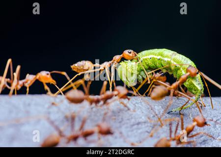 Das rote Ameisen-Team bewegt die Beute, rote Ameisen ist Teamarbeit, selektiver Fokus. Stockfoto