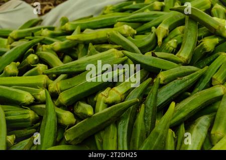 Lady Finger auf dem Markt. Damenfinger. Okragemüse. Grünes Gemüse. Viele Frauenfinger. Die meisten Lady Fingers. Stockfoto