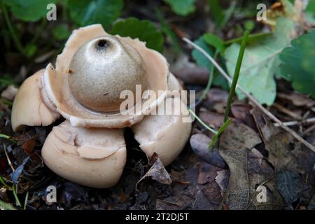 Nahaufnahme auf dem ungewöhnlich geformten Kragen, sauzerierten oder dreifachen Erdsternpilz, Geastrum Triplex auf dem Waldboden Stockfoto