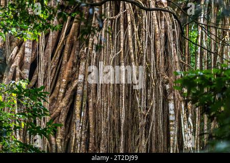 Curtain Feigenbaum - spektakuläre Attraktion von Ficus virens im hohen Norden von Queensland Stockfoto