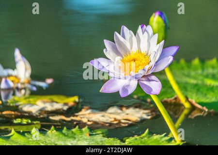 Nymphaea gigantea: Riesige Wasserlilie blüht in Queenslands wilden Feuchtgebieten Stockfoto