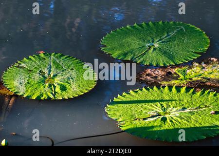 Nymphaea gigantea: Riesige Wasserlilie blüht in Queenslands wilden Feuchtgebieten Stockfoto