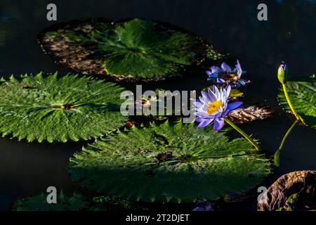 Nymphaea gigantea: Riesige Wasserlilie blüht in Queenslands wilden Feuchtgebieten Stockfoto