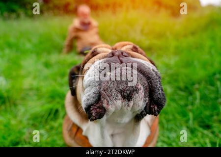 Lustig schöner klassischer Red English British Bulldog Dog, der in die Kamera schaut und im Gras im Wald sitzt, am sonnigen Tag bei Sonnenuntergang Stockfoto