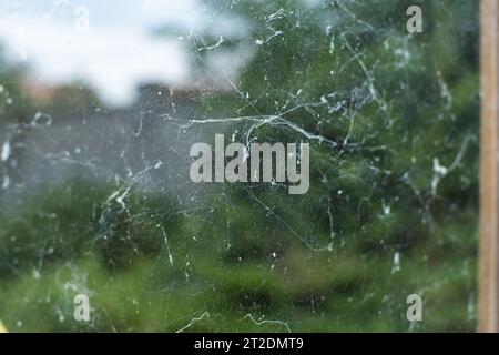 Das schmutzige alte Spinnennetz. Geringe Schärfentiefe, grüne Vegetation und Sonnenlicht im Hintergrund. Keine Personen. Stockfoto