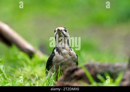 Großer Spechte Dendrocopos Major, Männchen dieses großen Vogels sitzt auf Baumstumpf, rote Federn, grüner diffuser Hintergrund, wilde Naturszene Stockfoto