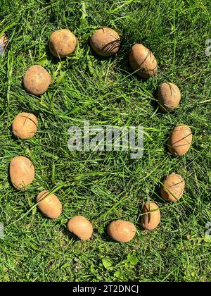 Geschälte Kartoffeln liegen auf dem Gras. Buchstabe O vom Kartovel, essbare Buchstaben auf dem Rasen. Appetitlicher Brief. Gartenprodukte. Natürliche Lebensmittel, vegane Produkte Stockfoto