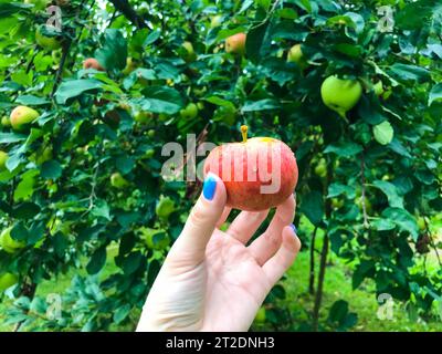 Ein kleiner roter Apfel in den Händen eines Mädchens mit einer blauen Maniküre. Der Apfel hing an einem Zweig zwischen grünen Blättern. Saftiges Obst, frisch verzehrt. clos Stockfoto