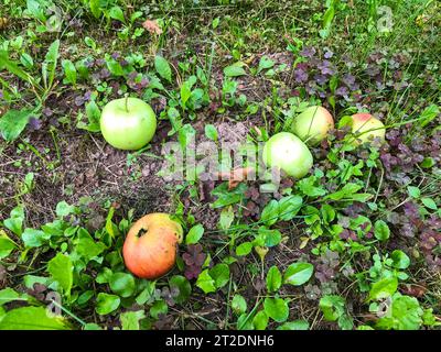 Äpfel liegen auf grünem Gras. Viele Äpfel fielen vom Baum auf das Gras und warteten darauf, geerntet zu werden. Rohkost-Diät. Rote und grüne Früchte warten darauf Stockfoto