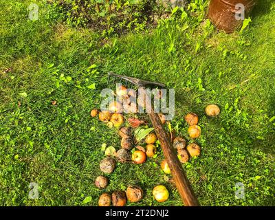 Äpfel liegen auf dem Boden, helle und saftige Apfelfrüchte. Der Gärtner hackt Äpfel zu einem Haufen für die Ernte. Holzrechen mit schwarzer Düse für Greifer Stockfoto