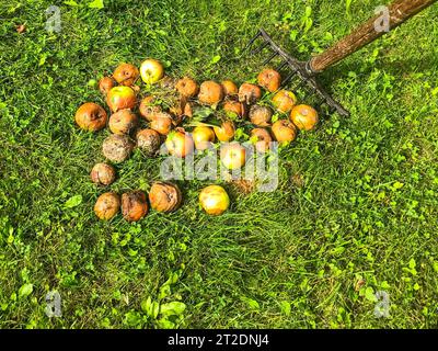 Verfaulte Äpfel liegen auf dem Boden, auf grünem frischem Gras. Verdorbene, schimmelige Früchte werden für die Entsorgung gerarkt. Bioabfall, Gartenreinigung. Naturmüll, Pflege für Stockfoto