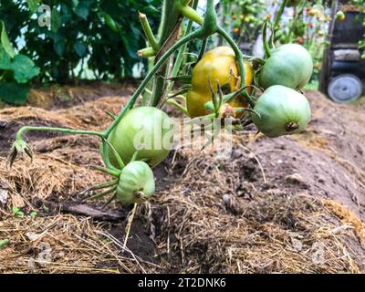 Grüne und unreife Tomaten hängen am Busch. Große Früchte von runder Form. Der Bauer baut Tomaten zum Verkauf in seinem Garten an, sauber und gesund Stockfoto