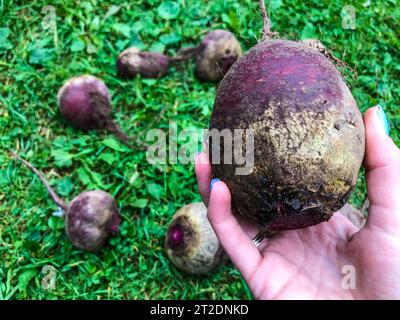 Rüben liegen auf dem Gras. Gemüse zur Herstellung von diätetischen Lebensmitteln. Auf der Palme eines Mädchens mit einer blauen Maniküre liegt eine große Rote Bete mit einem Stockfoto