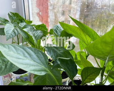 Pfefferkeimlinge auf der Fensterbank stehen unter hellem Sonnenlicht durch den weißen Rahmen. Stockfoto