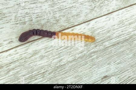 Gummiwurm liegt auf einem Holzlaminat. Süße Süßigkeiten liegen auf dem Boden. Wohnkultur zu halloween. Furchteinflößende Atmosphäre für den Urlaub. Stockfoto