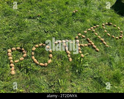 Die Inschrift Kartoffeln aus Buchstaben aus natürlichem Gelb schöne reife leckere gesunde stärkehaltige Kartoffeln frisch im Boden auf grünem Gras. Der bac Stockfoto