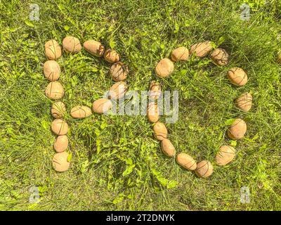 Kartoffeln in der Haut liegen auf dem Gras. Buchstaben P und O aus Kartovel, essbare Buchstaben auf dem Rasen. Silbe aus Kartoffeln. Gartenprodukte. Natürliche Lebensmittel, Stockfoto