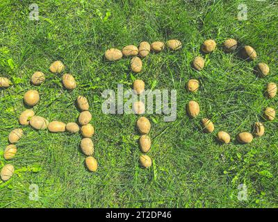 Geschälte Kartoffeln liegen auf dem Gras. Buchstaben A, T und O aus dem Cartovel, essbare Buchstaben auf dem Rasen. Silbe aus drei Buchstaben. Produkte für Landwirte. Natur f Stockfoto