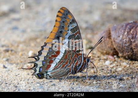 Zweischwänziger Pascha-Schmetterling (Charaxes jasius) mit Unterflügelmuster bei einem Salzleck, Aleria, Korsika, Frankreich. Stockfoto