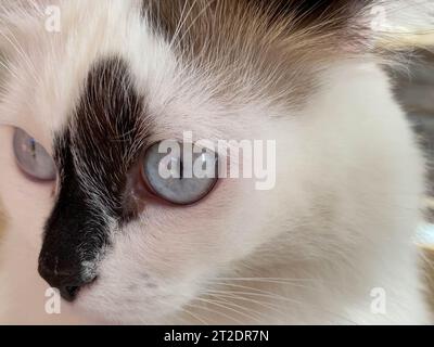 Der Kopf und die Mündung einer weißen mit schwarzen Flecken flauschigen, schönen Katze mit blauen Augen und langen Barthaaren und Ohren, die auf dem Bett liegen. Stockfoto