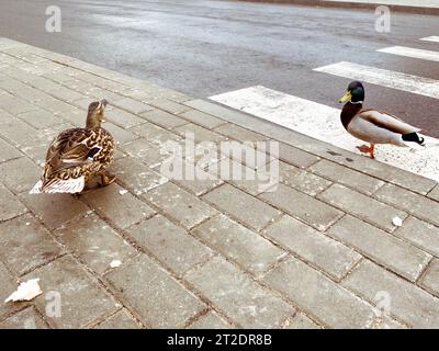 Enten auf der Straße. Vögel überqueren die Straße auf einem Fußgängerübergang, der für Menschen ausgerüstet ist. Weiße Streifen auf dem Bürgersteig, leichte Bewegung. Stockfoto