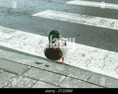 Wilder Vogel im Stadtzentrum. Eine Ente mit einem farbigen Kopf läuft die Straße entlang. Fußgängerüberquerung für Menschen und Vögel. Sicherheit im Straßenverkehr. Stockfoto