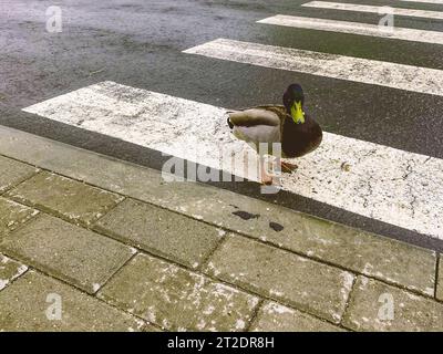 Wilder Vogel im Stadtzentrum. Die Ente läuft mit Autos die Straße entlang. Fußgängerüberquerung für Menschen und Vögel. Sicherheit im Straßenverkehr. Stockfoto