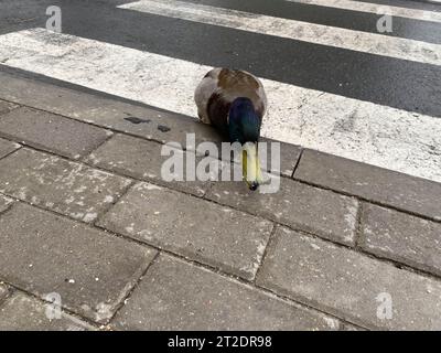 Ein wunderschöner grauer Entenvogel spaziert auf dem Asphalt an einer Fußgängerüberquerung über die Straße in einer Großstadt. Stockfoto